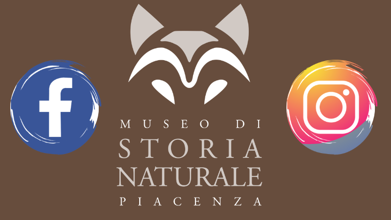 Il Museo sui social